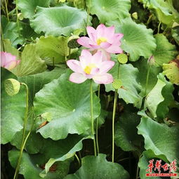 湖南师大 以购代捐 1000万 绥宁农副产品销售更通畅