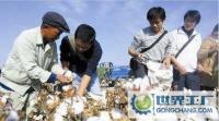 中国棉花种子供应商|棉花种子最新销售价格|棉种12月求购价格_农副产品_世界工厂网中国产品信息库