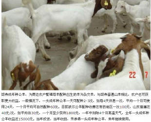 盐城肉羊哪里有售冬季现在肉羊价格_农副产品_世界工厂网
