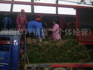 栾城草坪/栾城草坪基地_农副产品_世界工厂网