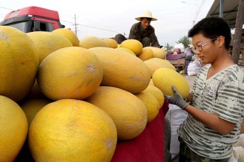 为什么新疆盛产的农副产品,在其他地方销量都不好,看完涨知识